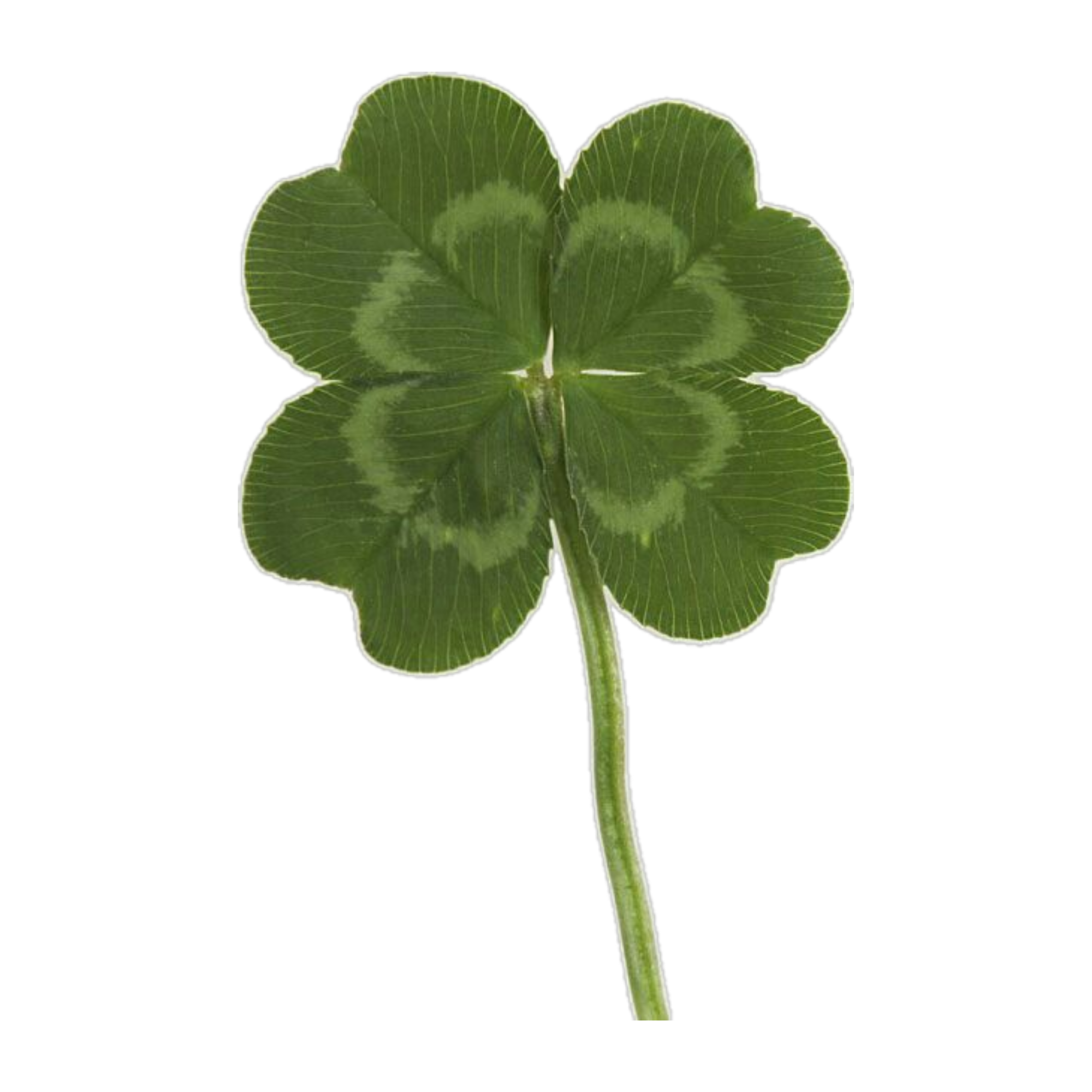 Clover